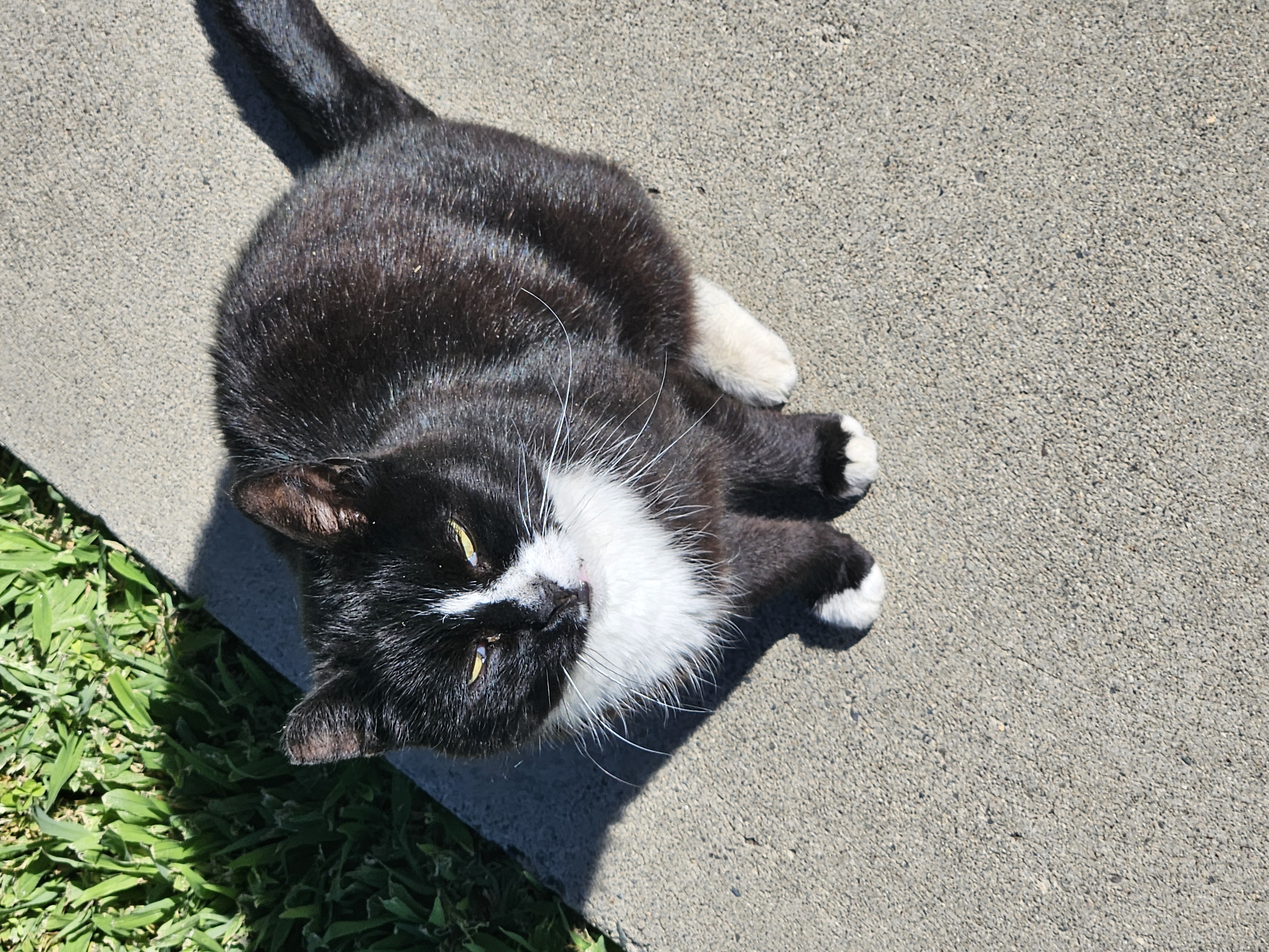 a smol tuxedo cat sitting on sidewalk